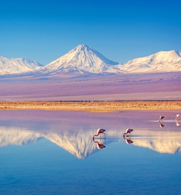 Flamingoes in still eater infront of snowcapped mountains and a blush pink landscape